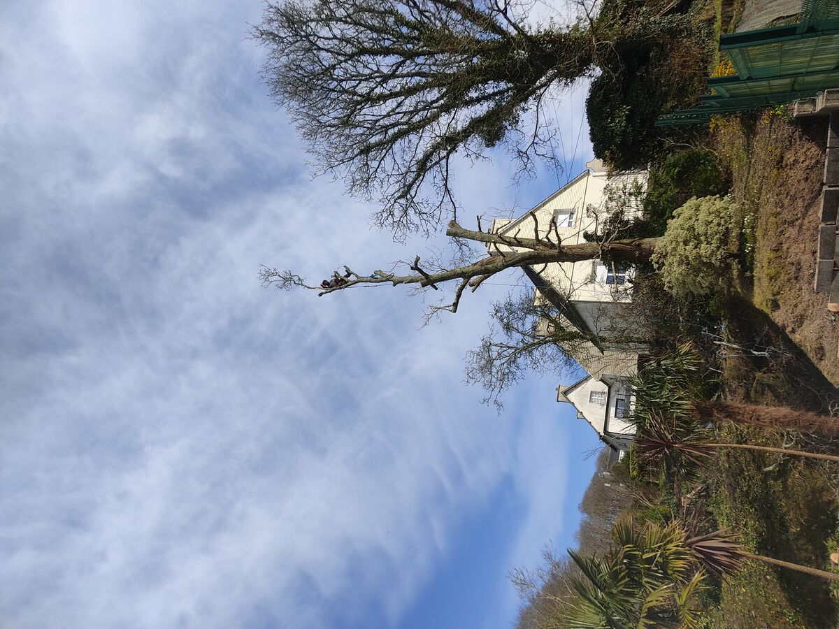Démontage de Chêne pour Baron Elagage d'un grand arbre près d'une maison bretonne